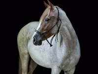 فرس, Quarter Horse — الصورة 3