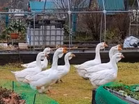 Geese — फ़ोटो 3