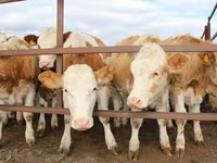 公牛, Simmental cattle — 照片 2