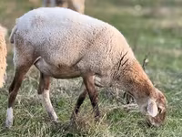 ცხვარი, Kuibyshev sheep — ფოტო 7