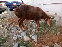 Oveja, Arashan sheep — foto 2
