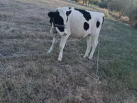 Cow, Holstein breed — photo 1