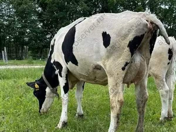 Vaca, Raza Holstein