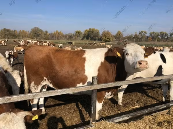 Kuh, Russian Black pied cattle