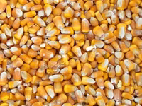 КУКУРУЗА кормовая — ფოტო 1