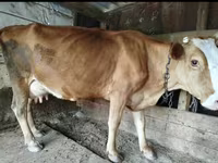 गाय, मवेशी — फ़ोटो 7