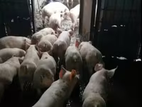 Säue, Schweine — Foto 3