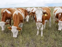 公牛, Simmental cattle — 照片 1