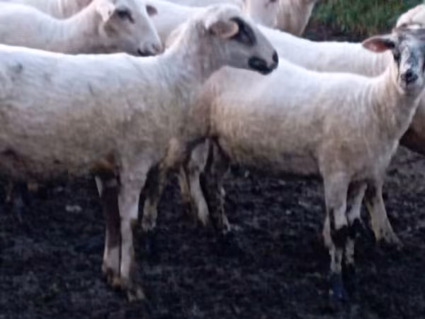 Oveja, Tsigai sheep