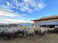 मेढ़ा, Kuibyshev sheep — फ़ोटो 2