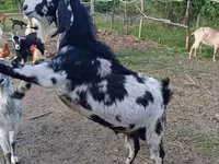 बकरा, Nubian Goat — फ़ोटो 5