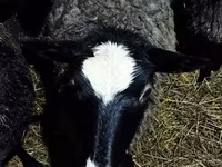 Oveja, Romanov sheep — foto 2