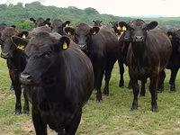 Kuh, Aberdeen-Angus — Foto 3