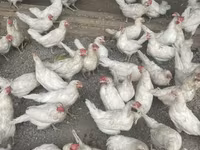 Leghorn — Foto 5