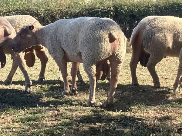 ვერძი, Charollais sheep