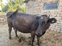 Kuh, Swiss cattle — Foto 4