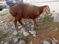 Oveja, Arashan sheep — foto 1