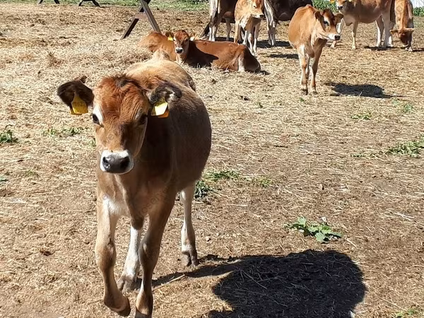 Toro, Raza Jersey