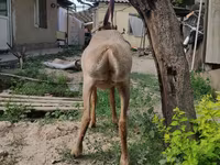 मेढ़ा, Edilbay sheep — फ़ोटो 4