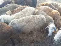मेढ़ा, Kuibyshev sheep — फ़ोटो 1