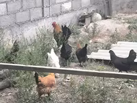 Chickens — ფოტო 8