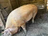 मादा सूअर, सूअर — फ़ोटो 1
