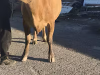 Kuh, Simmental cattle — Foto 1