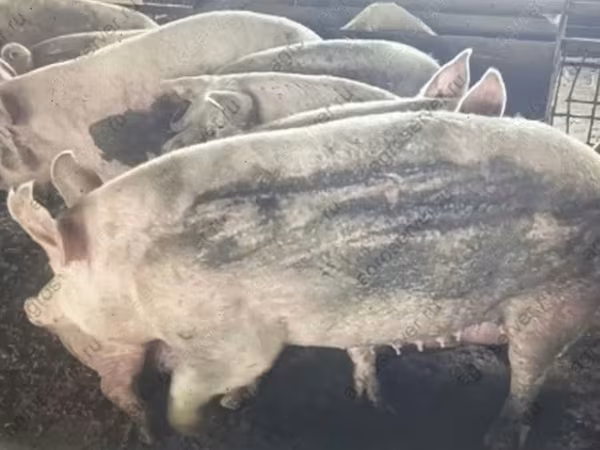 Säue, Schweine