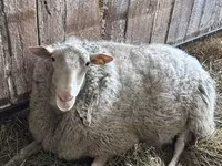 मेढ़ा, Edilbay sheep — फ़ोटो 4