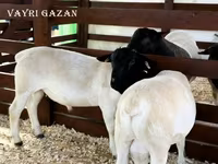 كبش, Edilbay sheep — الصورة 6