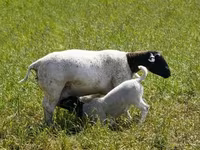 ცხვარი, Kuibyshev sheep — ფოტო 5