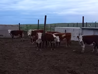 Vaca, Vaca kazaja de cabeza blanca — foto 2