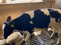 गाय, गोलस्टीन नस्ल — फ़ोटो 2