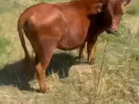 Cow, Cattle — photo 2