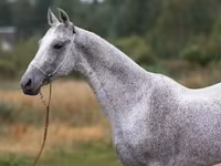 Caballo, Arabian horse — foto 6