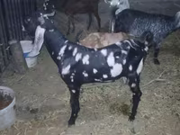 თხა, Beetal goats — ფოტო 3