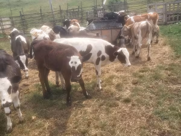 公牛, Cattle