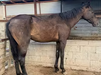 Hengst, Arabian horse — Foto 2