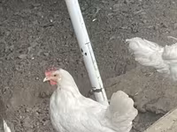 Leghorn — Foto 1