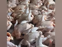 Chickens — Foto 2