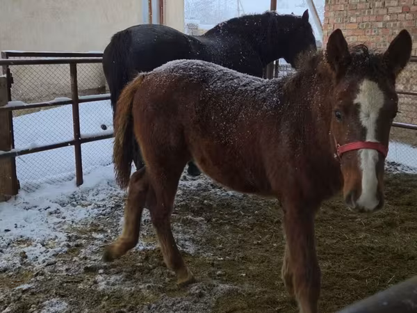 Mare, Horses