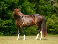 კვიცი, American paint horse — ფოტო 3