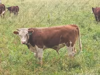 Cow, Simmental cattle — photo 6