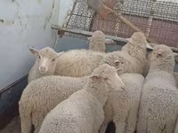 ცხვარი, Merino sheep — ფოტო 1