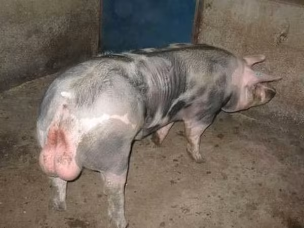 Eber, Schweine