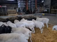 ვერძი, Dorper sheep — ფოტო 3