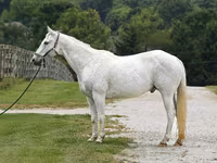 Hengst, National Show Horse — Foto 2