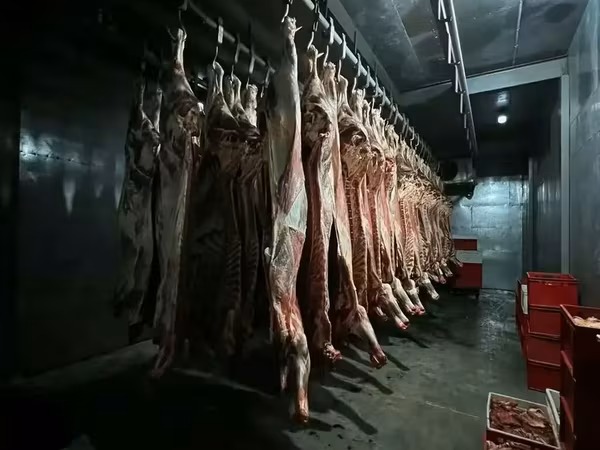 Купим не качанный глазной мускул