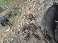 Säue, Schweine — Foto 4