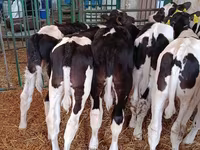 सांड, गोलस्टीन नस्ल — फ़ोटो 1
